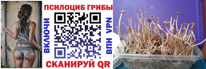 Галлюциногенные грибы MAGIC MUSHROOMS  Купить  Апшеронск 